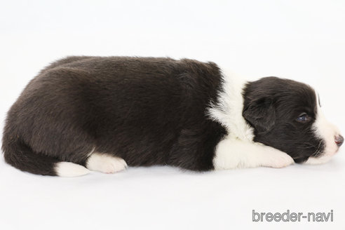 成約済の神奈川県のボーダーコリー-310800の6枚目